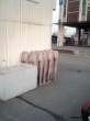 Asses.jpg