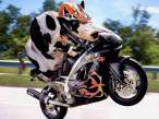 Motor Cow.jpg