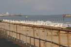 Gulls 01.jpg