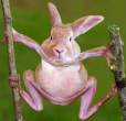Frog Bunny.jpg
