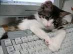 Compucat.jpg