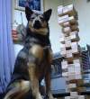 Smart dog.jpg