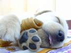 Sleeping beauty.jpg