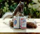 Smart squirrel.jpg
