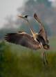 Stork.jpg