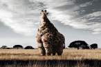 Giraffe.jpg