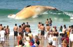 Big Beached Whale.jpg