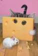 Fromage.jpg