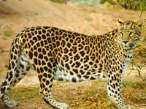 2006_01_05_leopard.jpg