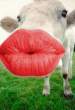 cow_Kiss.gif