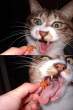 Cat eat.jpg