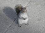 2885697-Squirrel.jpg