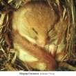 SLEEPING_DORMOUSE_M_J_WOODS_640wide.JPG