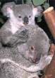 zoo_card koala.jpg