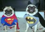Super Pugs.jpg
