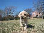 Good doggie.jpg