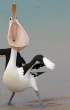 Pelican.jpg