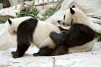 Panda love.jpg