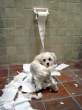 It wasn't me.jpg