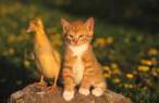 Kitten & duck.jpeg