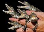 Babycrocks.jpg