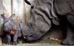 Baby rhino.jpg