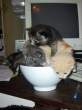 Bowl of kitties.jpg
