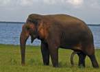 Elephants have a.jpg