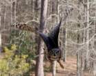 Owl.jpg