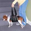 The Dog Lifter.jpg