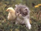 cute_underage_chick_with_hairy_pussy.jpg