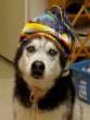 Winter dog.jpg