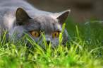 Stalking Cat.jpg