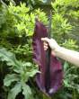 Thong plant 2.jpg
