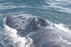 Whale.jpg