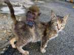 Monkeys Cat.jpg