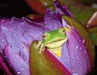 Frog.jpg
