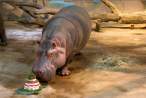 Happy Birthday Hippo.jpg