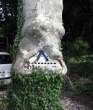 Tree Ate Sign.jpg