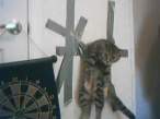 Poor kitty.jpg