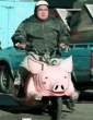 pig.jpg