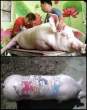 Pig Tatoo.jpg