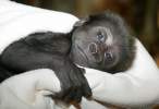 Little Monkey.jpg