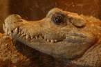 Gator.jpg