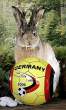 Killer wabbit.jpg