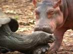 hippo_turtle_05.jpg