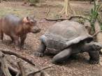 hippo_turtle_07.jpg