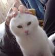 Funny ears.jpg