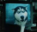 Wolf.jpg