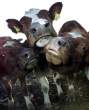 Cows.jpg